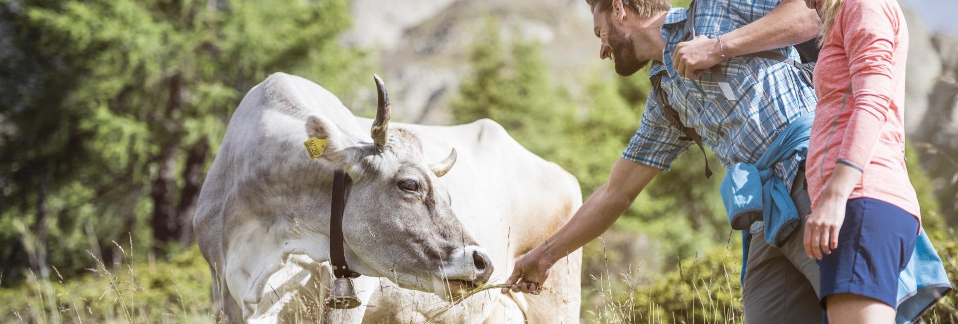 Two hikers meet a cow