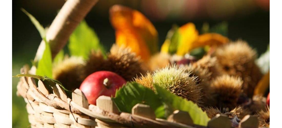 A basket full of freshly harvested produce