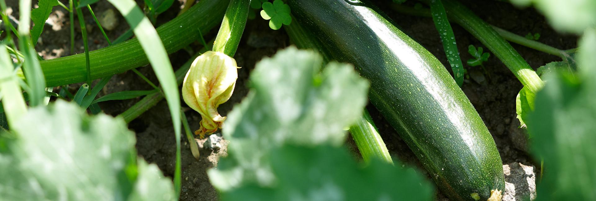 Courgettes