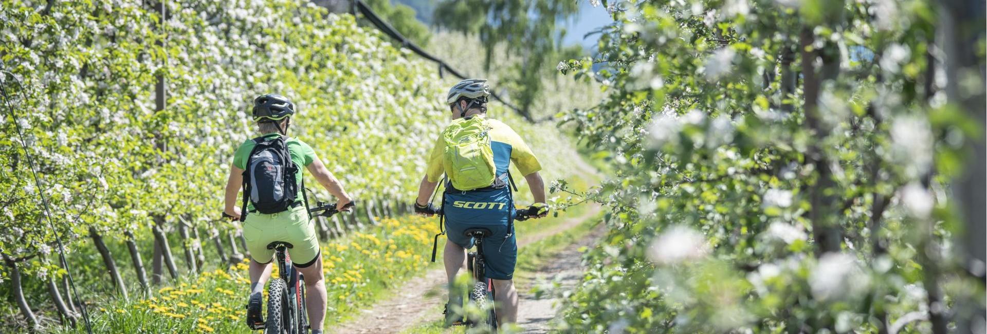 Biking between apple trees