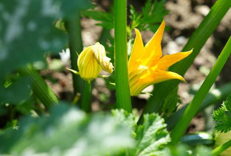 Pflanzen im Garten