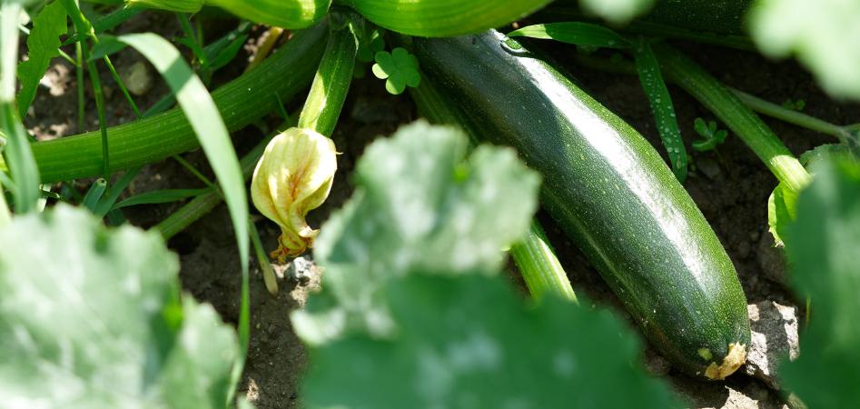 Courgettes