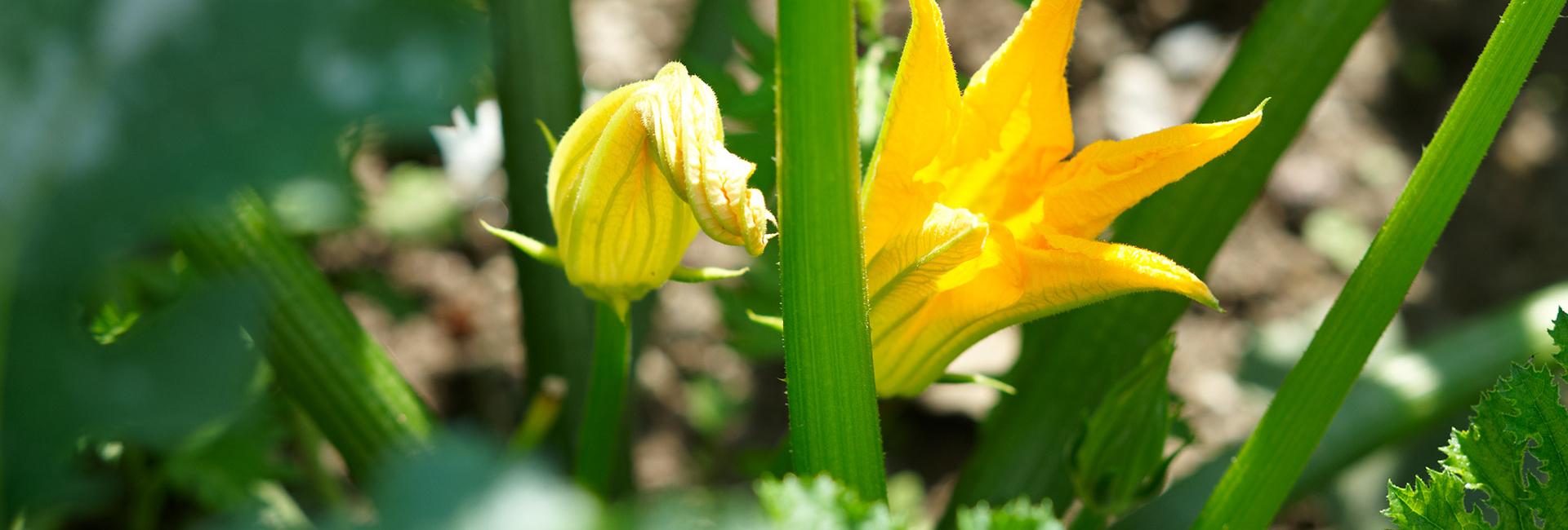 Courgette