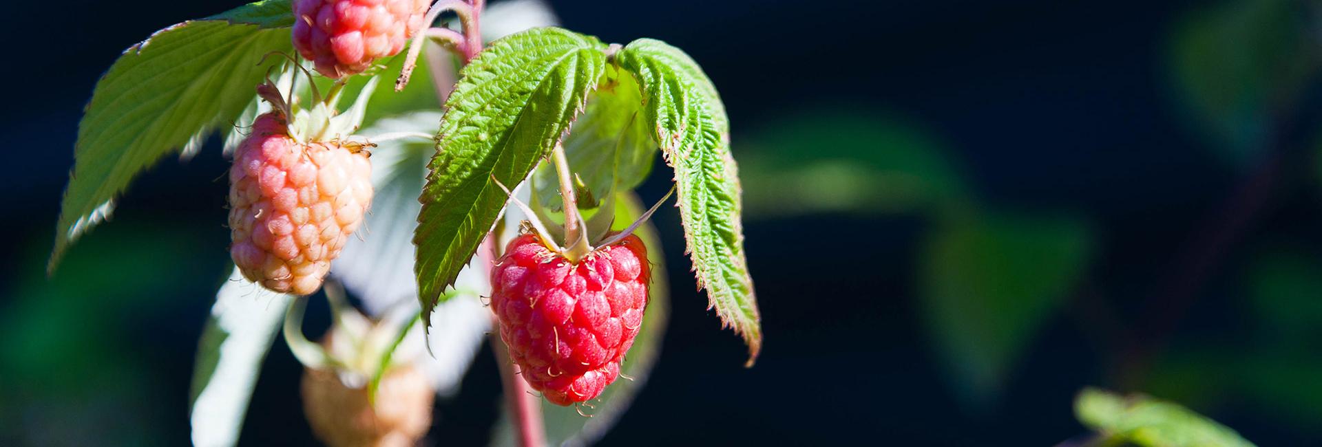 Himbeeren