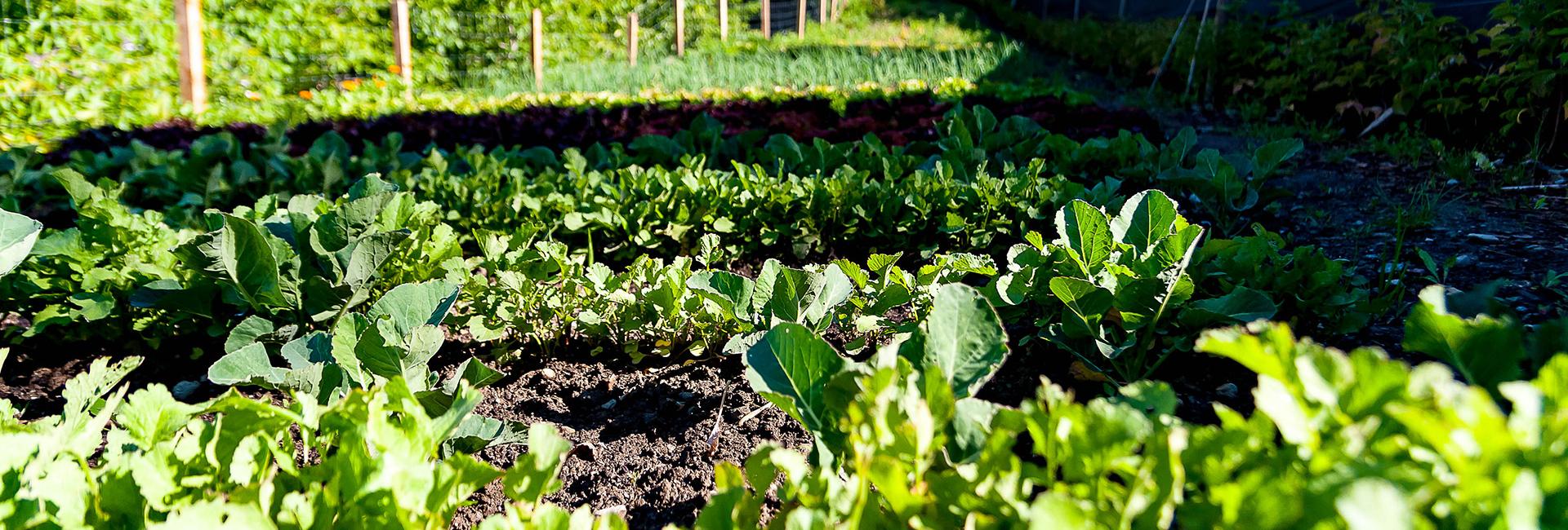 Our bio garden