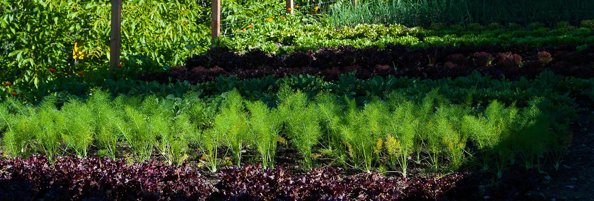 A vegetable bed in the garden