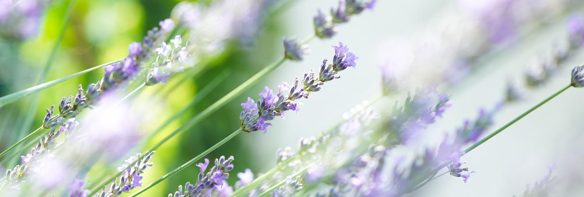 Lavanda